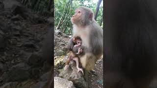 Cute Baby Monkey | YoYo Monkey | BiBi Monkey | Monkey Banana-Baby Monkey | Best Monkey Moments