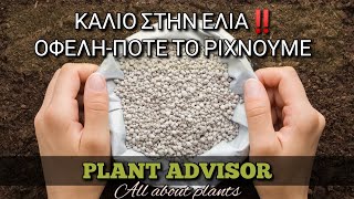 Κάλιο στην Ελιά‼Που Συνεισφέρει και Πότε το Δίνουμε⁉Plant Advisor Greece