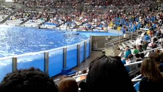 Seaworld's SHAMU WAVING 3