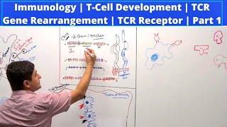 Immunology | T-Cell Development | TCR Gene Rearrangement | TCR Receptor | Part 1