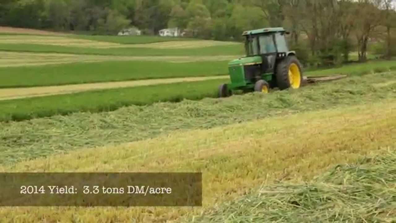 triticale cover crops for feed and soil health youtube
