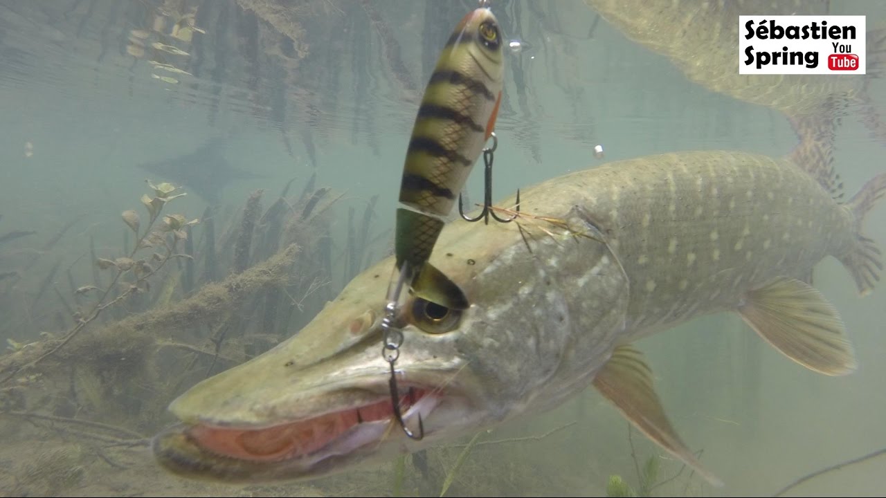 whopper plopper decathlon