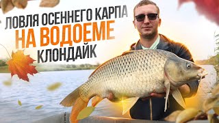 видео: Ловля карпа и амура осенью на водоеме Клондайк. Тактика спортивного карпфишинга картинка: Ловля карпа и амура осенью на водоеме Клондайк. Тактика спортивного карпфишинга