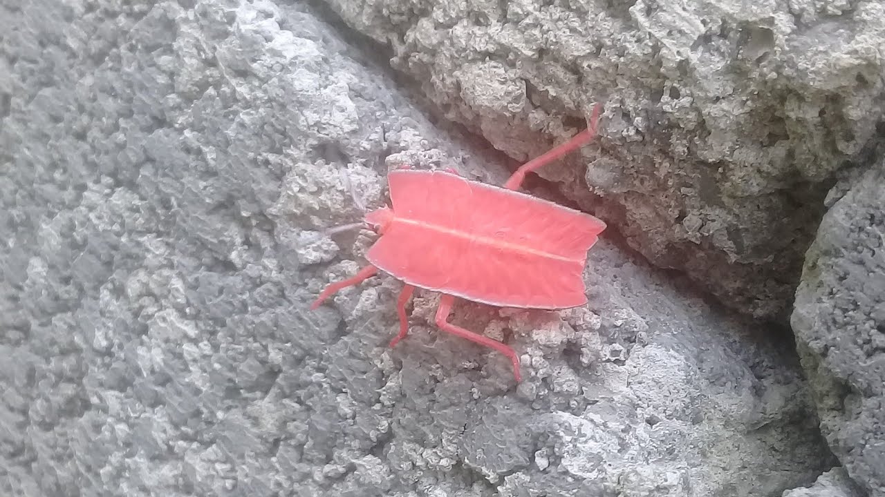 Pentatomomorpha - strong insects