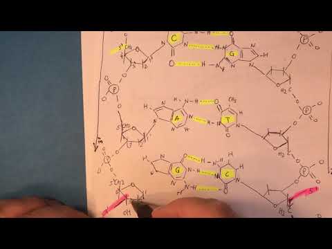 Video: Pse është i rëndësishëm replikimi i ADN-së?