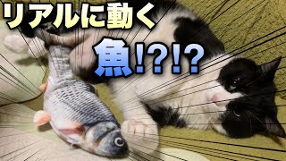 リアルに動く魚がいたら果たして猫は夢中に遊ぶのか！？