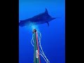 Spearing a GIANT 500lb Marlin #fishing #viral #explore #nature #fish #marlin #spearfishing #trending