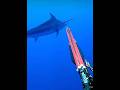 Spearing a GIANT 500lb Marlin #fishing #viral #explore #nature #fish #marlin #spearfishing #trending