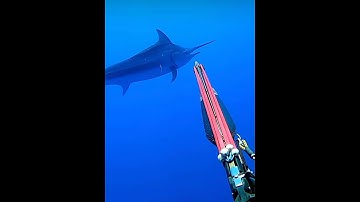 Spearing a GIANT 500lb Marlin #fishing #viral #explore #nature #fish #marlin #spearfishing #trending