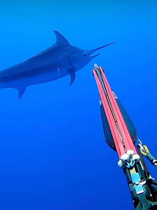 Download lagu Spearing a GIANT 500lb Marlin #fishing #viral #explore #nature #fish #marlin #spearfishing #trending