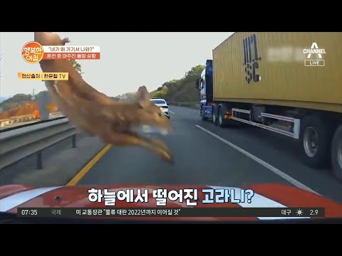 [차차차] ＂네가 왜 거기서 나와...?＂ 고속도로 로드킬 사고 대처법 | 행복한 아침 692 회
