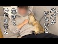 パパが大好きすぎて自分を人間の子供だと思っている猫