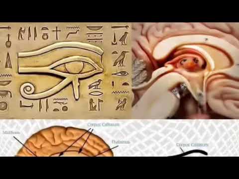 Secrets of your Pineal Gland you have - YouTube