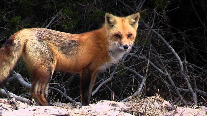 Wilderness Forever:  The Wilderness Act 50th Anniversary