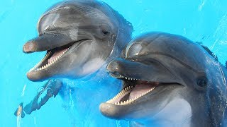 Dolphins Get High On Pufferfish   Don't Try At Home