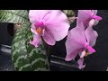 Видео ответы на вопросы про мои орхидеи... Поговорим пока ждём завоз в Экофлору))))