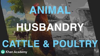 Animal Husbandry Cattle and Poultry| Middle School science| Khan Academy