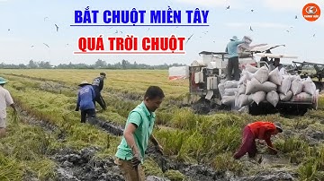 Cận Cảnh Đi Theo Máy Cắt Lúa Bắt Chuột Ở Miền Tây | KUBOTA DC 70 Gặt Lúa Cuối Vụ 3 | Thanh Hậu