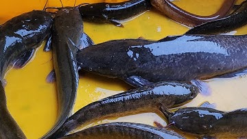 CẤM CÂU CÁ TRÊ CÁ LÓC [CẬP ĐƯỜNG CAO TỐC]#SĂNBẮTCÁIBÈ