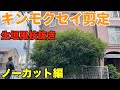キンモクセイの生垣風枝抜き剪定を庭師が一連の流れをお見せします【剪定　pruning　キンモクセイ　6月】
