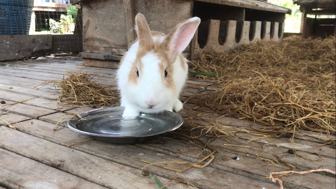 The little rabbit eating food 