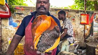 KASIMEDU 🔥 SPEED SELVAM | HUGE CONCH FISH CUTTING VIDEO | 4K VIDEO | KM FISH CUTTING
