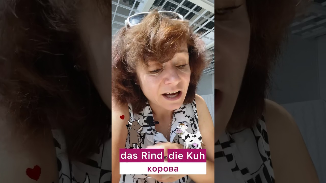 🇩🇪 die Kuh VS das Rind 🇩🇪 