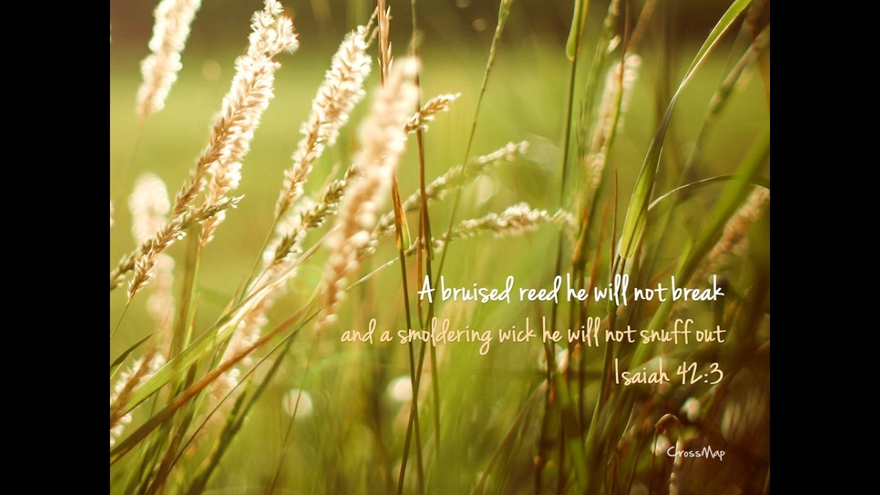 19th July 11:30 am - Sunday Mass - 16th Sunday Year A - Wheat and Tares