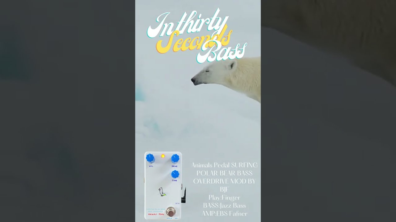 in30seconds_lep #animalspedal Animals Pedal SURFING POLAR