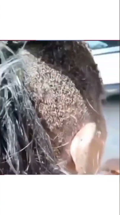 gunting rambut, nampak telur kutu yang banyak.
