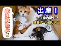 捨て猫だった三毛猫が子猫を出産しました！父猫もちくんの行動に感動…😭