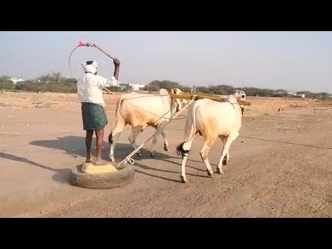 9603361563 //ఒంగోలు జాతి పాలపళ్ళు కోడెలు అమ్మబడును _ Ongole bull's for Sale video's