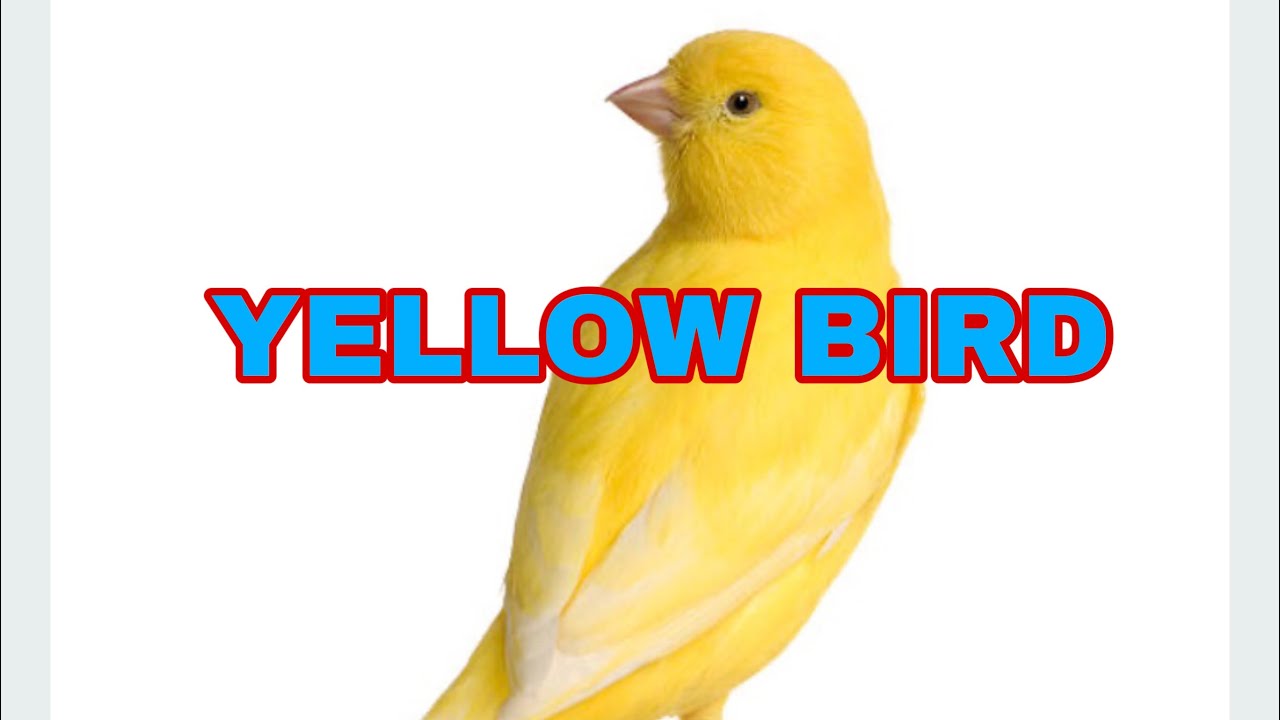 YELLOW BIRD INSTRUMENTAL COVER 🎧 YouTube