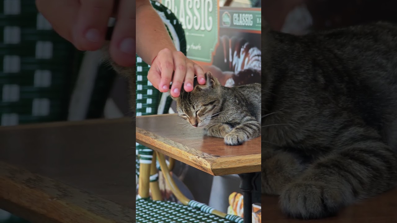 Stray Cat at Classic Bakery in Varna