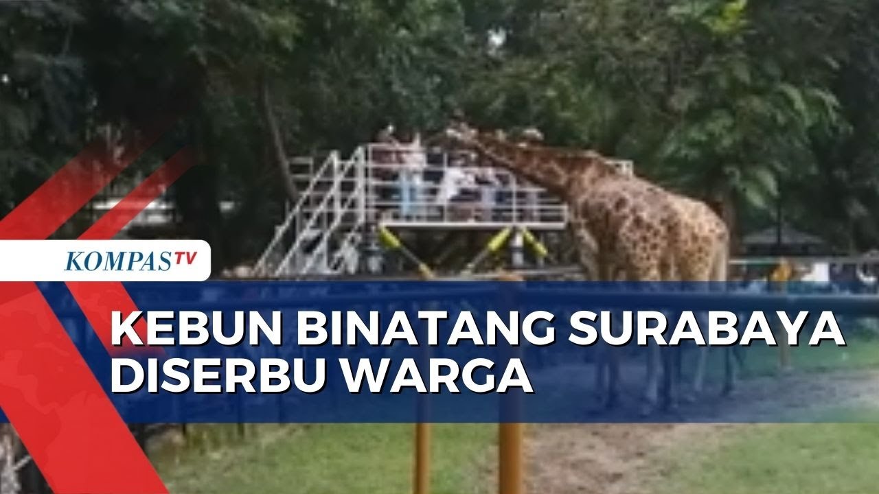 Dibuka 100 Persen, Ribuan Pengunjung Padati Kebun Binatang Surabaya!