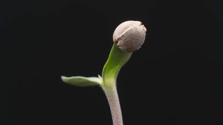 How To Germinate & Plant Seeds - The Infinity Grow: S1 EP3