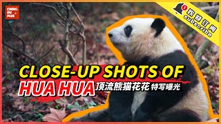 Image Leaked!! Closeup Shots of Panda Star  Hua Hua |Chengdu Plus