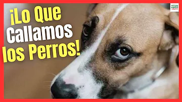 ¿Saben los perros cuando te vas una semana?