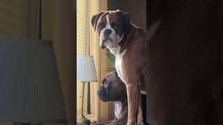 Neighbourhood Watch - The Soft Grooming Version 👍😎♥️ screenshot 1