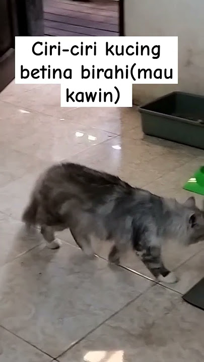 Ciri-ciri kucing betina birahi (mau kawin)