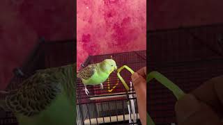 Wild Tune @nature @home #nature #love #lovebirds