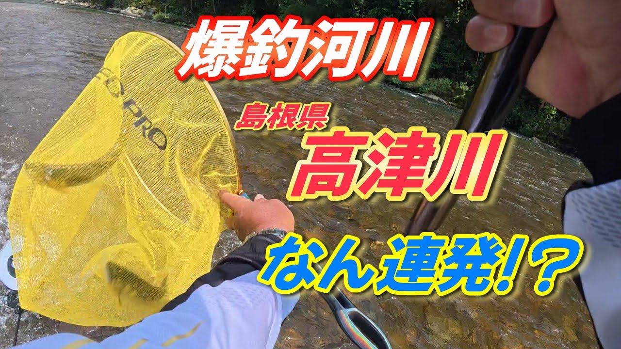 【鮎釣り】爆釣河川 高津川で 超連発❗
