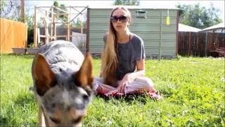 Service animal v.s Public pet peeve and 5 good things service dog vlog