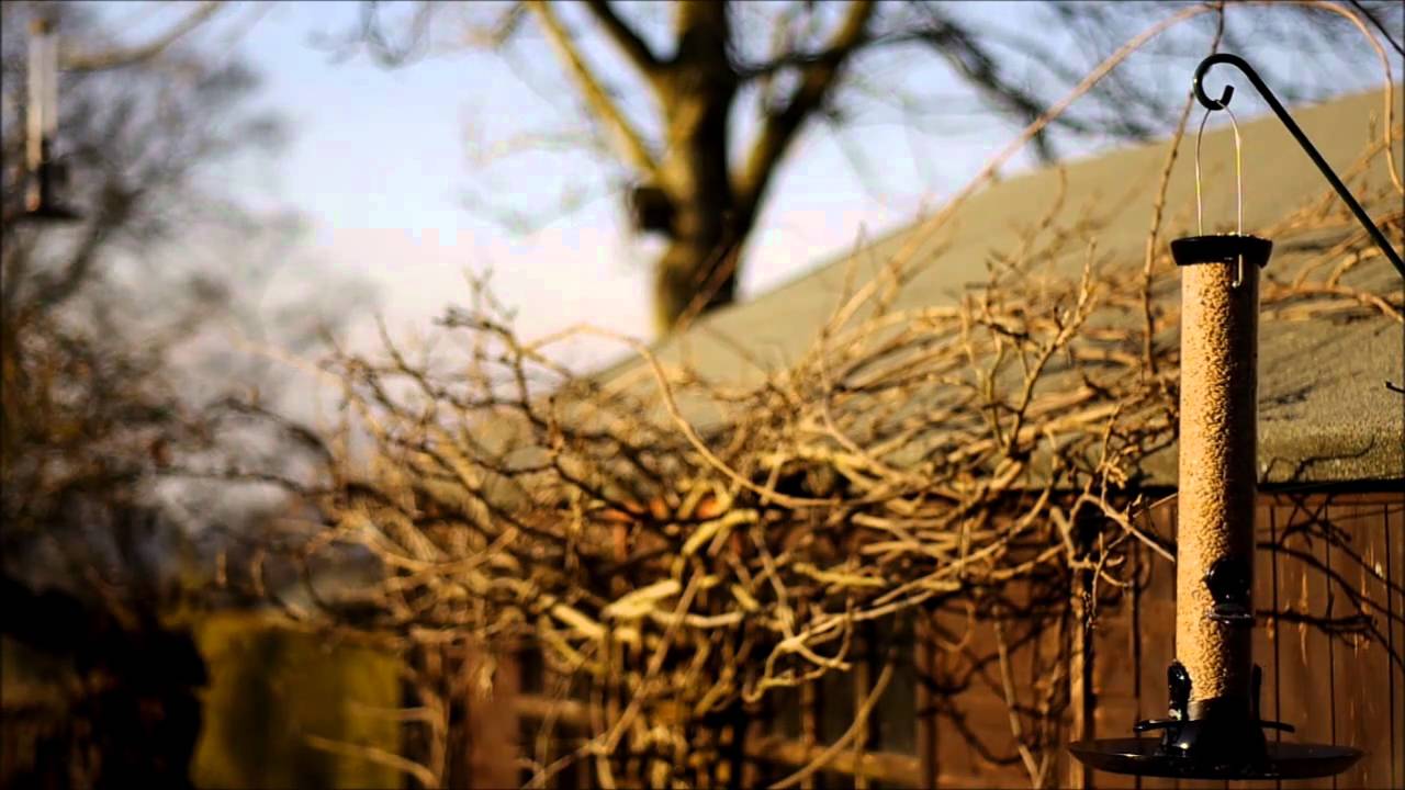 Droll Yankees Onyx Clever Clean Bird Feeder