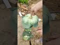 Separating cabbage leaves with a sharp knife at my farm! 🥬🔪 #farmlife #farming #agriculture