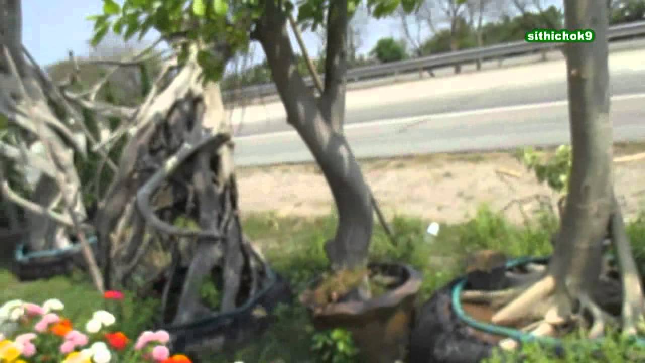 ผกากรองเสียบปลายกิ่งน่ารักๆ ดอกหลากสี ; ข้างทางสุพรรณบุรี , 樹木，花草，泰國,Trees, Thailand