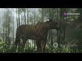 Epic Tiger Vs Deer Chase In The Wild 2024 10 29 Epic Tiger Vs Deer Chase In The Wild 2024 10 29