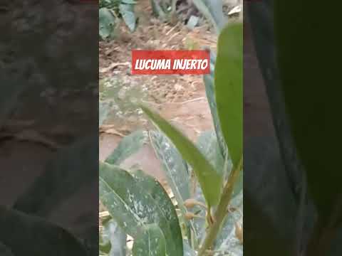 Primera Floración De Lucma Injerto Lucuma