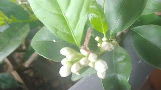 hand pollinating Meyer lemon & key lime plus forcing bloom trick #meyer #lemon #key #lime #tricks by Sharp Ridge Homestead 70 views 1 month ago 4 minutes, 50 seconds