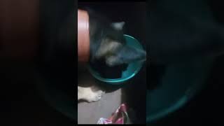 FARINHA PINDUCA E RACAO